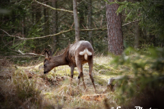 Gåtur, i skoven marts.